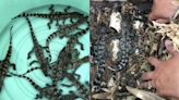 60 rare Siamese crocodiles hatch in Cambodia, raising hope for species