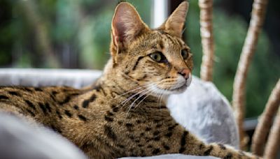 32 reasons to love Savannah cats