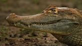 Safari en Colombia: así puede adentrarse en el mundo salvaje de los Llanos Orientales