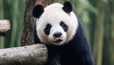 Hong Kong hopes these giant pandas will boost tourism