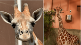 Oakland Zoo launches naming contest for new young giraffe