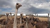 Kuna ostrich farm responds to allegations of animal mistreatment