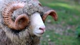 Sheep breeders sought to help map maedi visna resistance - Farmers Weekly