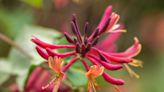 How to Grow and Care for Goldflame Honeysuckle