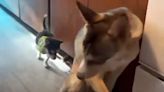 Husky Dog Shows Tiny 3-Legged Rescue Puppy How to Walk After Amputation — Watch! (Exclusive)