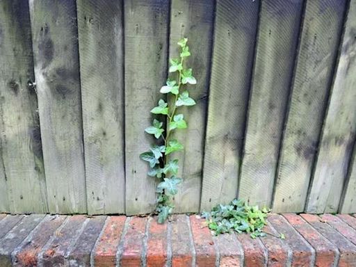 Genius reason gardeners are urged to drill holes in fences before end of summer