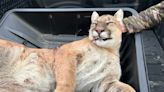 Wisconsin Bowhunter Kills Cougar in Self Defense: “I Felt Like the Only Option I Had Was to Shoot”