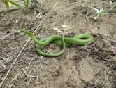 Smooth green snake