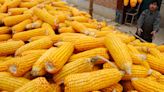 México mantém importações de milho amarelo e muda foco agrícola Por Investing.com