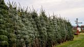 Where to find your Christmas tree in Greater Lansing