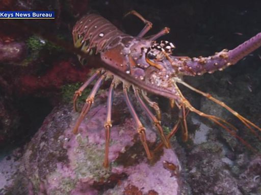 Grab your tickle stick: Florida lobster mini season begins Wednesday