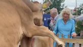 King Charles and Queen Camilla in stitches over 'frisky' Jersey cows