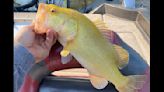 Virginia angler strikes gold, as in ‘extremely rare’ golden bass