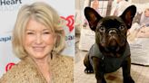 Martha Stewart Shares Cute Photo of Puppy Luna Moona at the Vet: ‘All Good!’