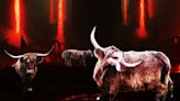 Is there a secret cow level in Diablo 4? There's been a HUGE breakthrough in this moo-stery