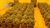 La Guardia Civil desmantela una macro plantación de marihuana instalada en Fuente Álamo