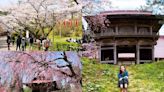 盤點日本東北的賞櫻秘所！美麗的枝垂櫻與整片粉色花海真的超夢幻！