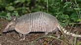 No, this isn't a Bible fable; armadillos may be the cause of a leprosy outbreak in Florida