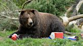 New video of tenacious bear vs trash can shows why you should never store food in your tent