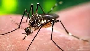 Dengue can seriously affect your brain, nervous system: Doctors - News Today | First with the news