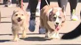 The Sacramento SPCA held the 31st Annual Doggy Dash at William Land Park