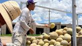 Productores de melón en San Pedro expresan desánimo por los malos resultados de la temporada