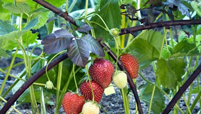 Are Strawberries Perennials That Come Back Every Year?