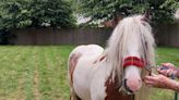 Neigh way! Wolverhampton police discover a horse in their backyard