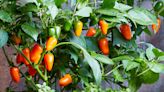 12 Tips for Growing Peppers Indoors