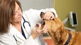 Gingival Fibrosarcoma in Dogs: Symptoms, Causes, & Treatments
