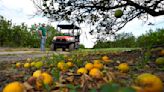 Florida's citrus industry continues to feel the squeeze
