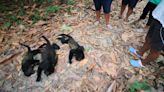 Mexico's howler monkeys dropping dead as heat toll mounts