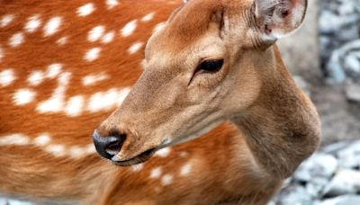 Deer Sweetly Watching Woman Play Piano in the Park Proves Music Is a Universal Language