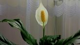 Peace lilies need crucial care step as soon as brought home to avoid wilting