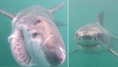 Amazing moment 'curious' great white shark comes to check out camera