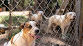 She suddenly found herself with 19 dogs. But now she can’t imagine life without them.