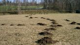 Let's Grow: Humane control for moles works best