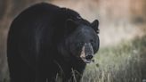 Boy, 7, Attacked by Black Bear in Backyard of New York State Home