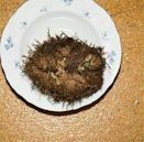 Resurrection plant