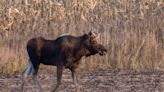A moose is on the loose in Minnesota. Thousands are tracking him.