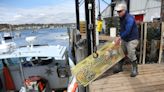 Court agrees to expedite Maine lobstermen's case against whale rule