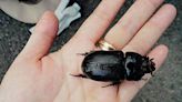 Off the news: Beetles likely here to stay, remain vigilant | Honolulu Star-Advertiser