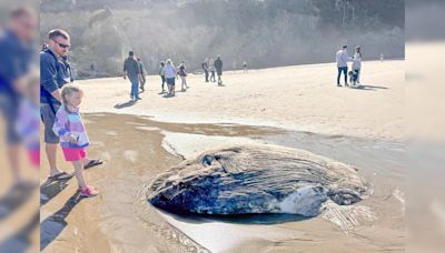 "Quite a Stir": Strange Fish With Alien Features Found On US Beach