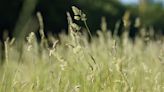 Measuring airborne allergens ‘could be better for managing hay fever’