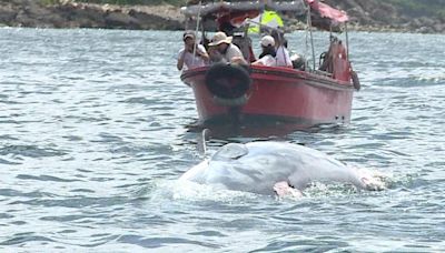 西貢鯨魚死亡｜漁護署稱不建議觀鯨活動 提醒海上使用者見到鯨魚時減慢船速 | am730