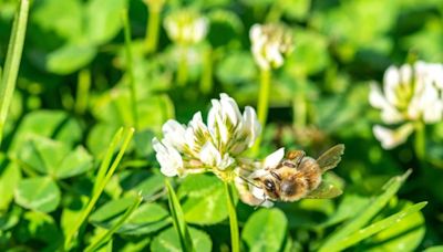 How to plant a clover lawn | CNN