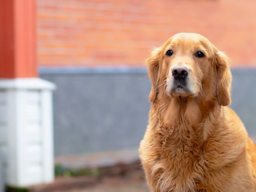 Golden Retriever's Upset Response to Mom Babysitting a Puppy Is a Total Crack Up