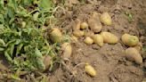 Manitoba Farmer Gives Away Millions Of Potatoes To People In Need