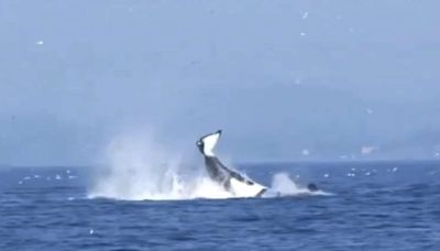 Have You Seen This? Hunting orca tail-whips a seal into space