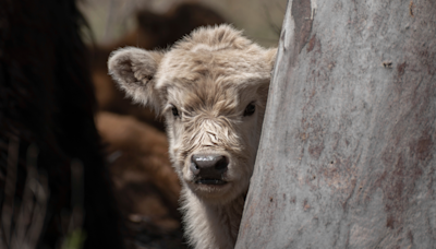 Mini Cow Making a ‘Big Jump’ Out of Truck Is Cute Beyond Words